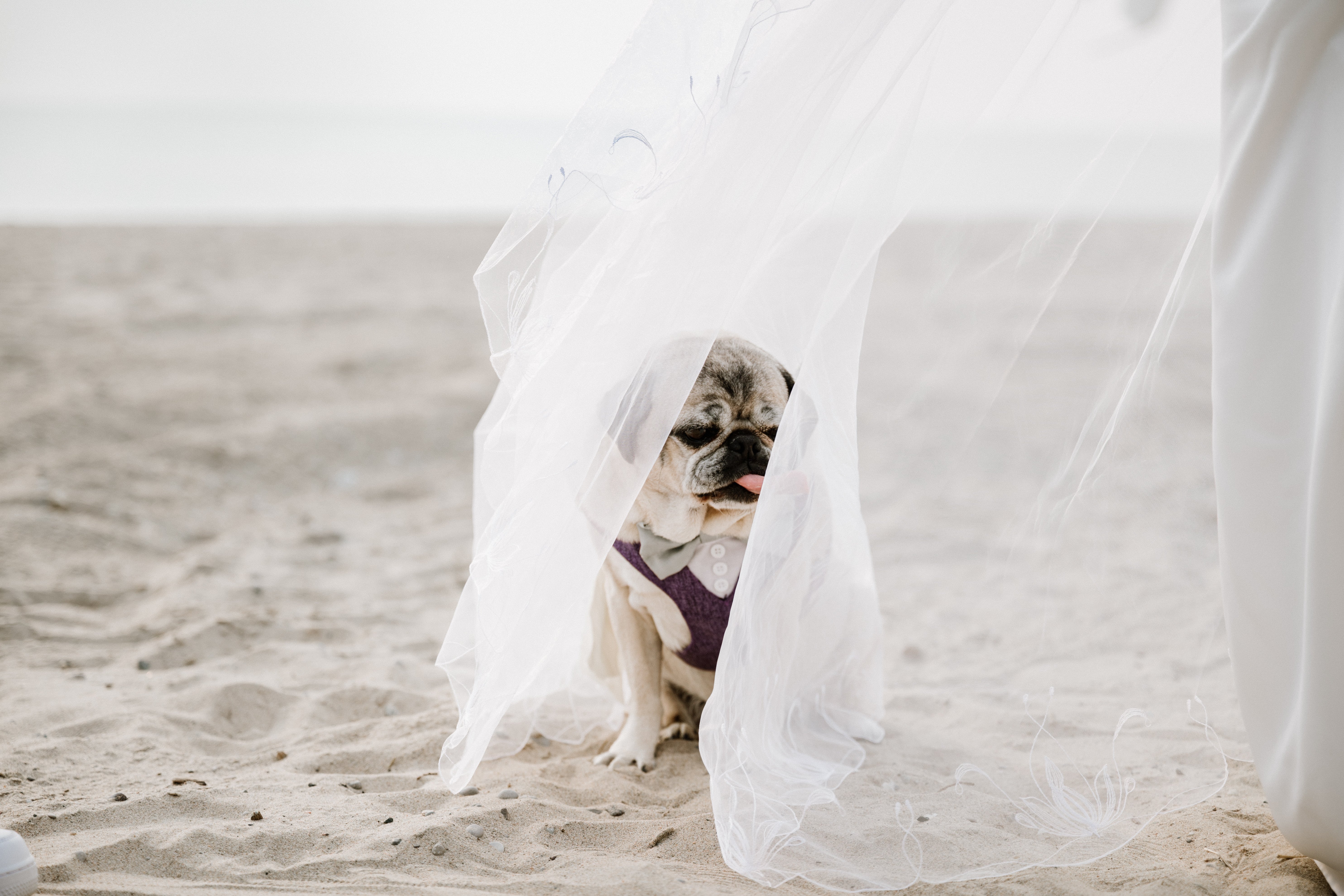 Pug dog stepping on bride's veil