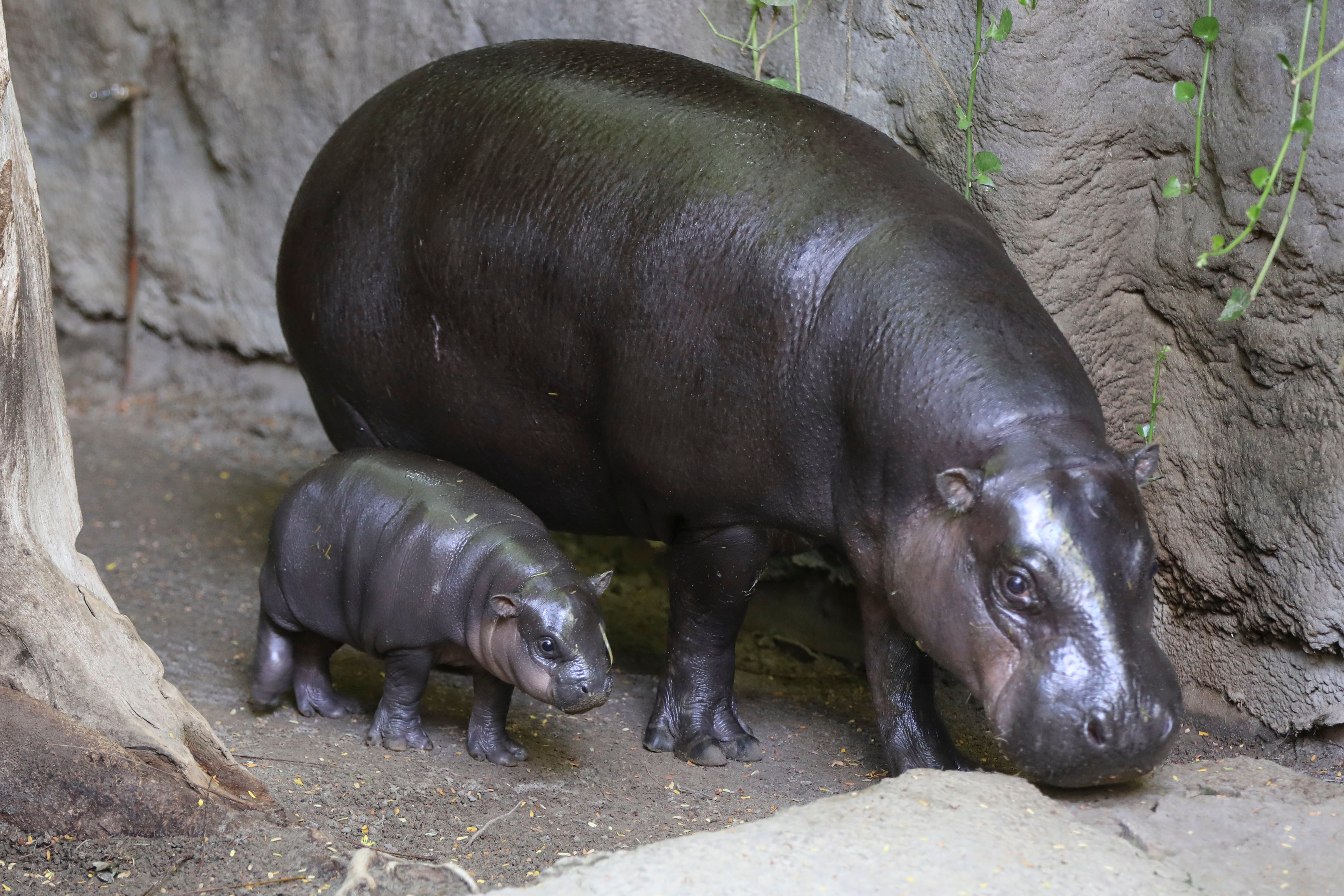 A baby pygmy hippo will be born at the Toronto Zoo