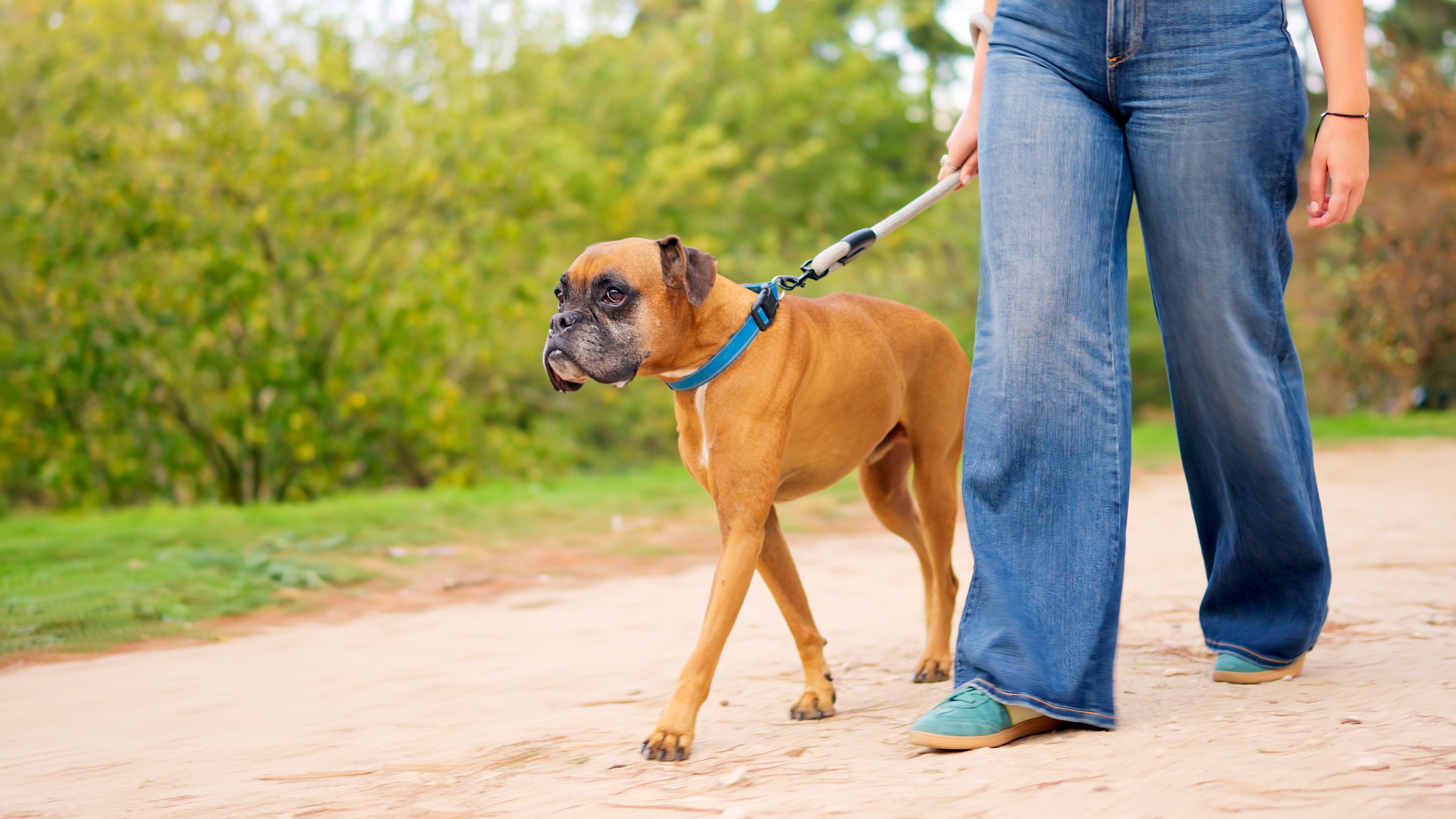 An Oshawa dog walker can’t sue the dog’s owners after it bit her, says Ontario’s Court of Appeal